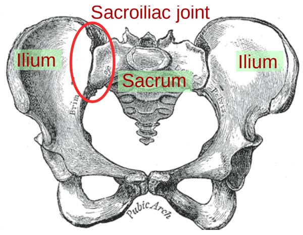 sacroiliac joint