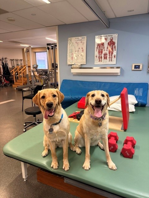 helia and wellie together at GSPP Rehabilitation